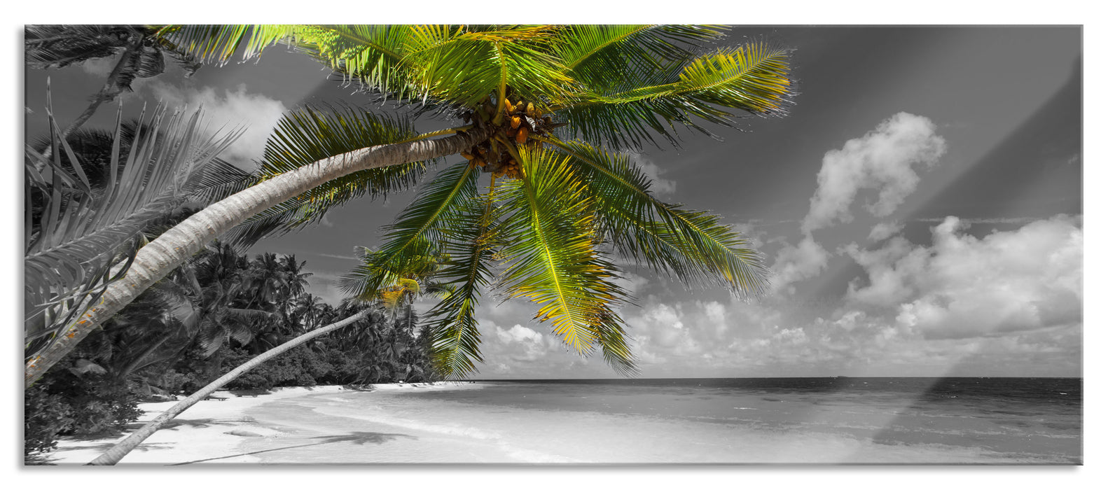 riesige Palme über Strand, Glasbild Panorama