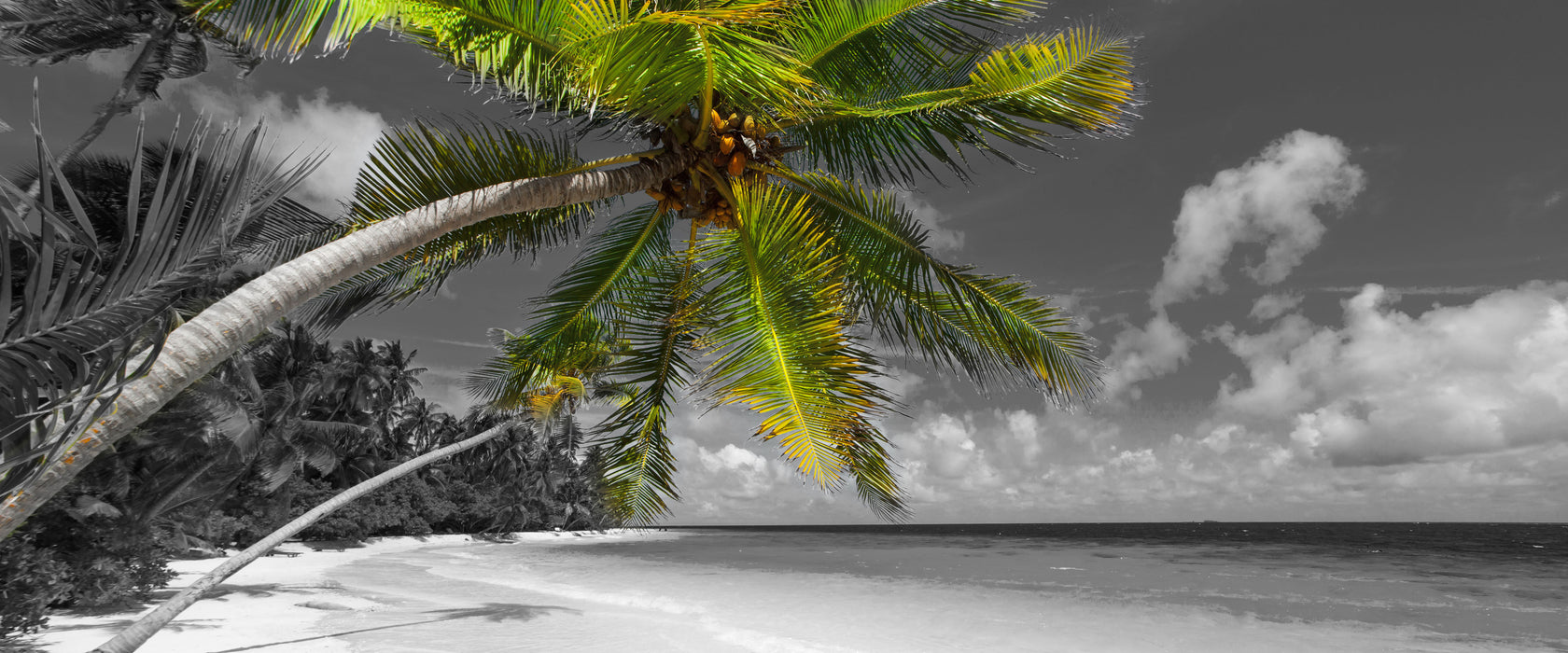 riesige Palme über Strand, Glasbild Panorama