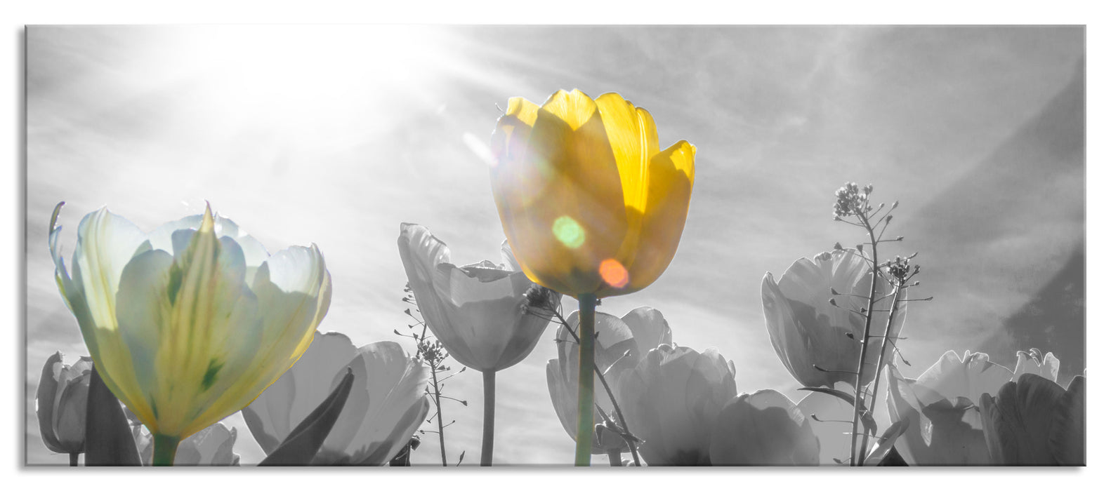 Pixxprint wunderschöne Tulpenwiese, Glasbild Panorama