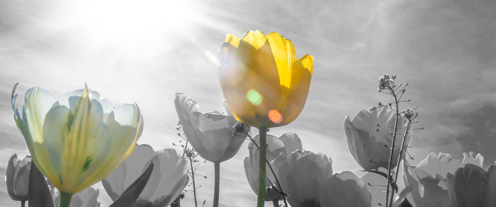 wunderschöne Tulpenwiese, Glasbild Panorama