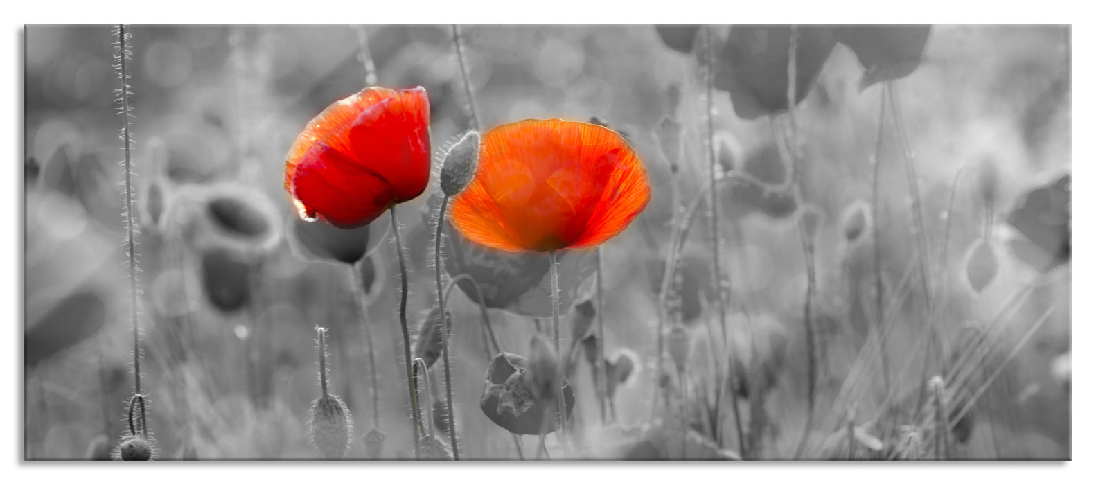 Pixxprint Mohnblüten auf Mohnwiese, Glasbild Panorama