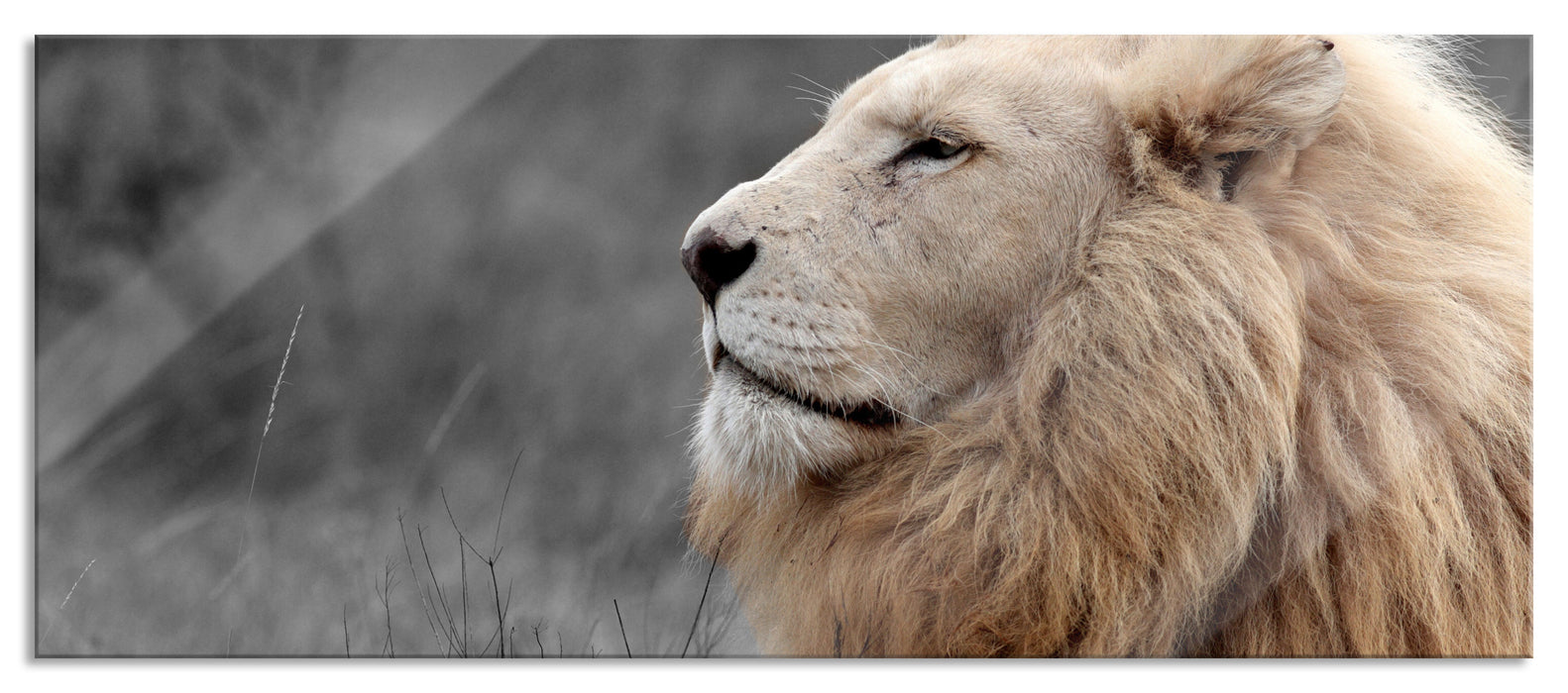 Weißer  Löwe in der Savanne, Glasbild Panorama