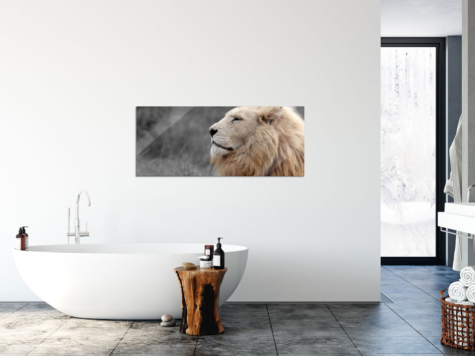 Weißer  Löwe in der Savanne, Glasbild Panorama