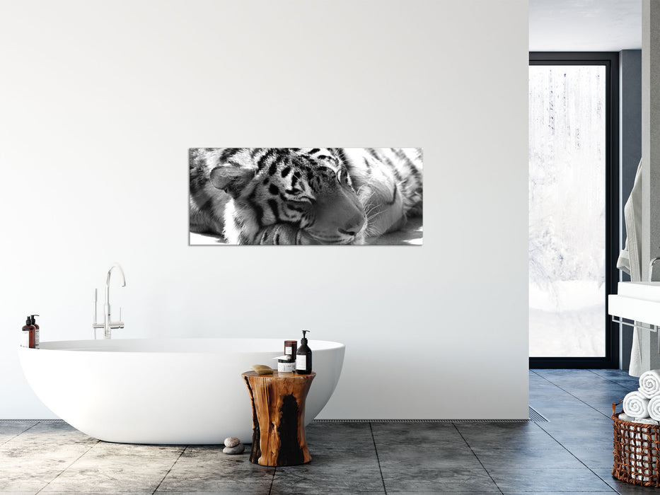 Verschlafener prächtiger Tiger, Glasbild Panorama