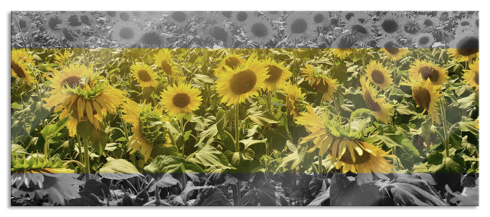 Pixxprint Wunderschönes Sonnenblumenfeld, Glasbild Panorama