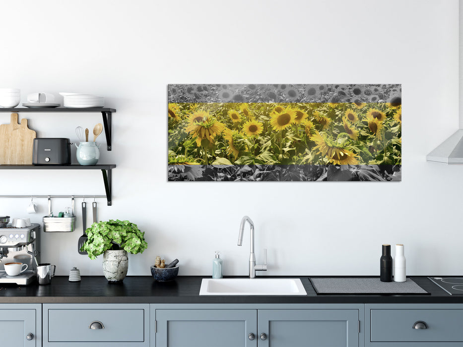 Wunderschönes Sonnenblumenfeld, Glasbild Panorama