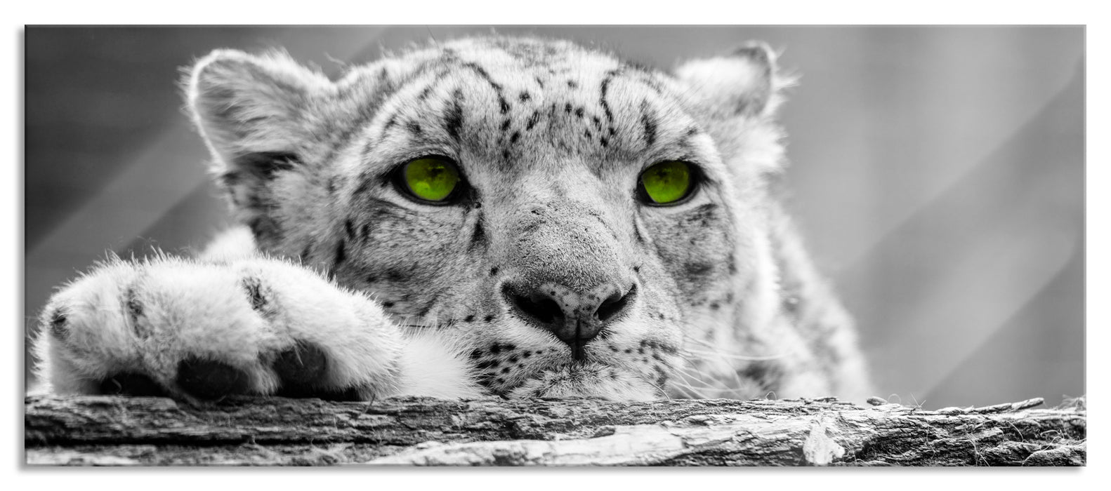 Pixxprint Schöner Gepard mit grünen Augen, Glasbild Panorama