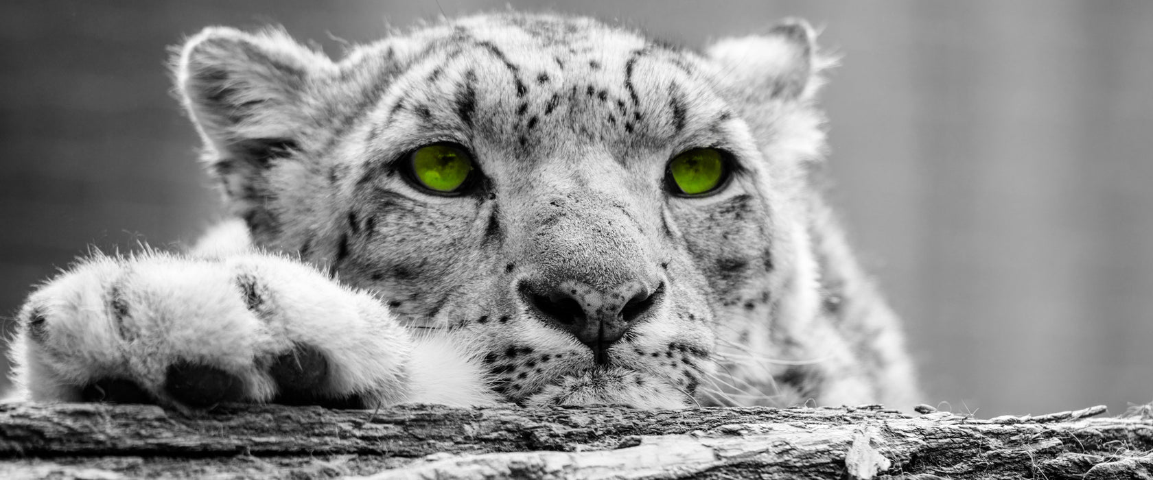 Schöner Gepard mit grünen Augen, Glasbild Panorama