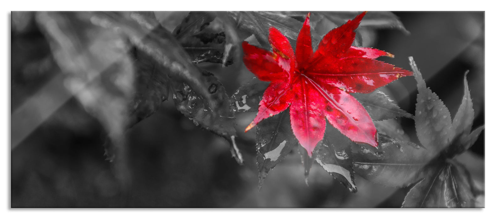 Pixxprint Herbstliches rotes Ahornblatt, Glasbild Panorama