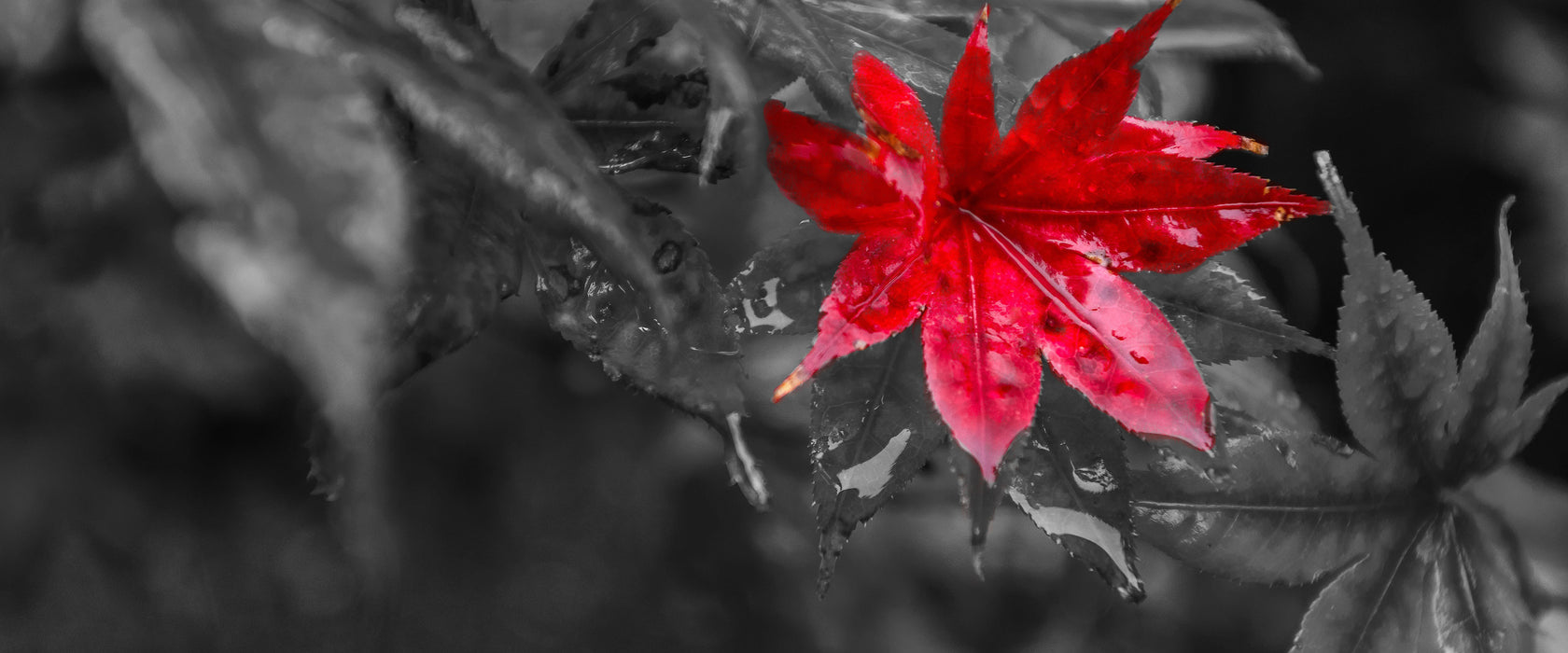 Herbstliches rotes Ahornblatt, Glasbild Panorama