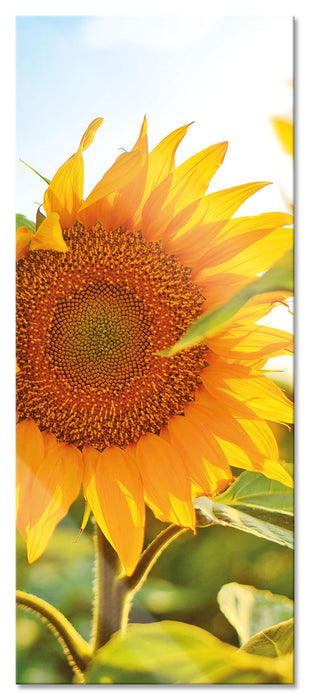 Pixxprint Sonnenblumenfeld SonnenblumeSonne, Glasbild Panorama