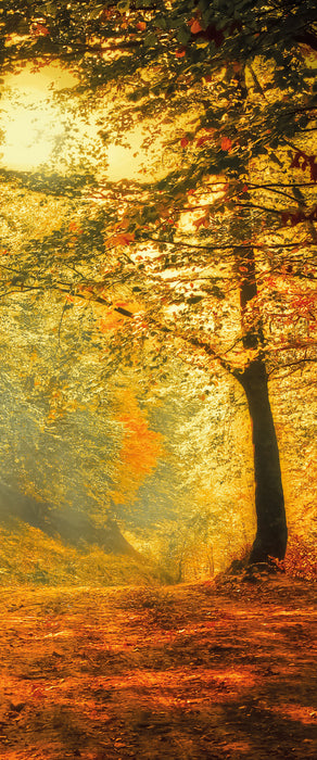 Wald im Herbst, Glasbild Panorama