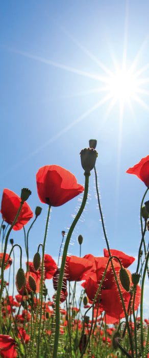 Mohnblumen, Glasbild Panorama