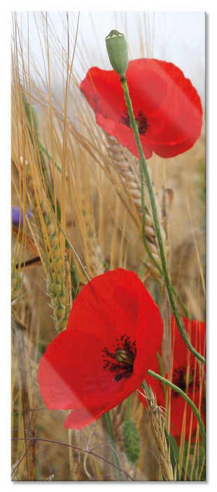 Pixxprint Mohnblumen im Getreidefeld, Glasbild Panorama