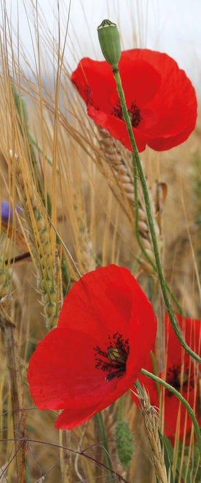 Mohnblumen im Getreidefeld, Glasbild Panorama