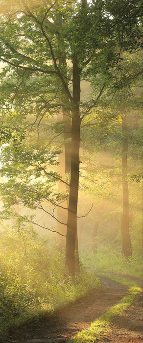 Waldweg, Glasbild Panorama