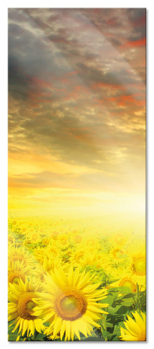 Pixxprint Sonnenblumenfeld, Glasbild Panorama