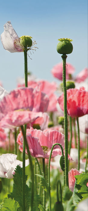 Blumenwiese Mohnblumen, Glasbild Panorama