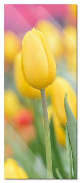 Pixxprint Gelbe Tulpen im Frühling, Glasbild Panorama