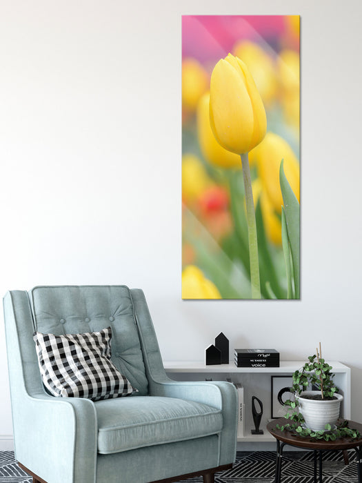 Gelbe Tulpen im Frühling, Glasbild Panorama