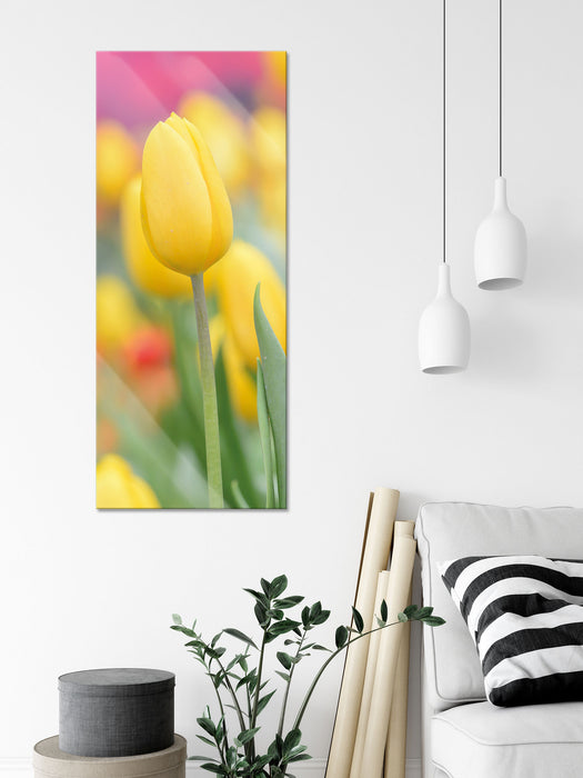 Gelbe Tulpen im Frühling, Glasbild Panorama