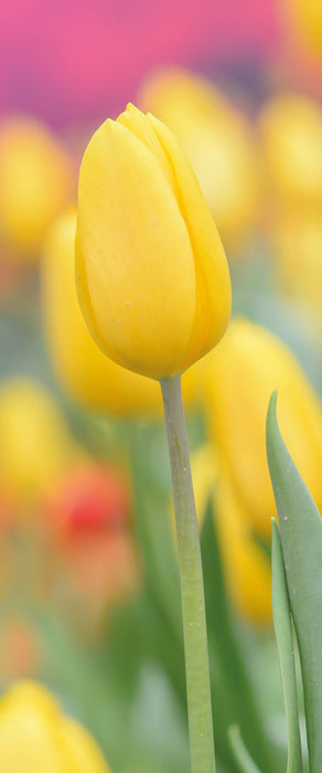 Gelbe Tulpen im Frühling, Glasbild Panorama