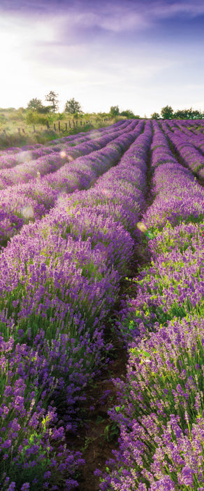 Lavendelfeld Provence, Glasbild Panorama