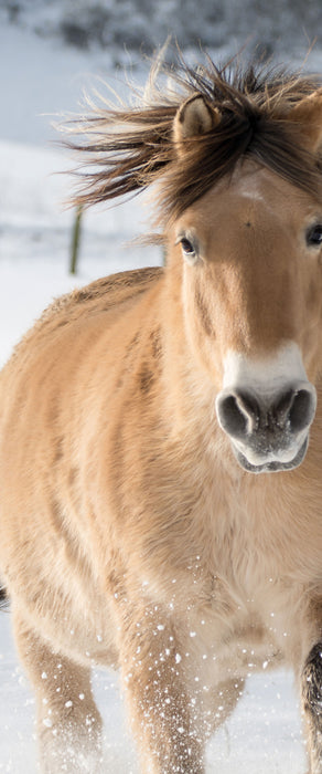 Pferd im Schnee, Glasbild Panorama