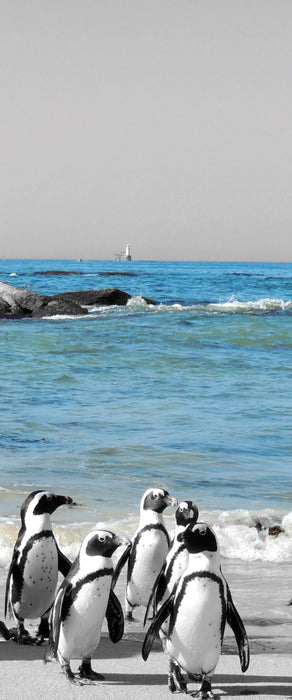 lustige Pinguine am Strand, Glasbild Panorama