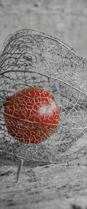 leckere Physalis in Schale, Glasbild Panorama