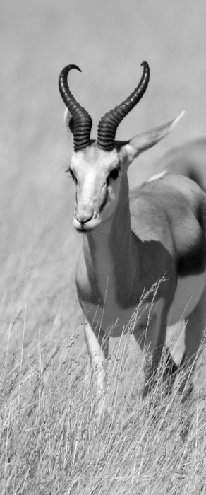 Tiere in Savanne, Rehe, Afrika, Glasbild Panorama