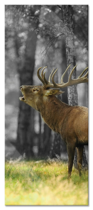 Pixxprint röhrender Hirsch im Wald schwarz/weiß, Glasbild Panorama