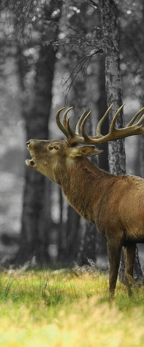 röhrender Hirsch im Wald schwarz/weiß, Glasbild Panorama