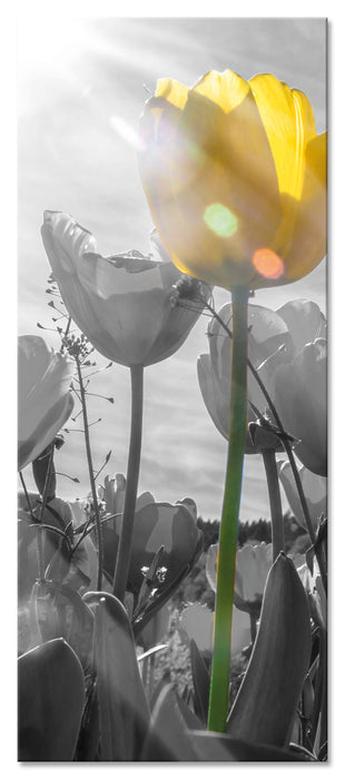 Pixxprint wunderschöne Tulpenwiese schwarz/weiß, Glasbild Panorama