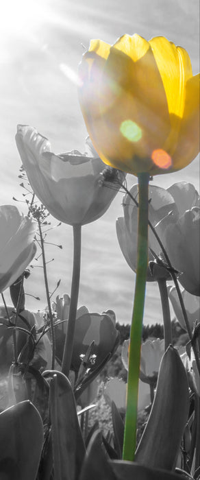 wunderschöne Tulpenwiese schwarz/weiß, Glasbild Panorama