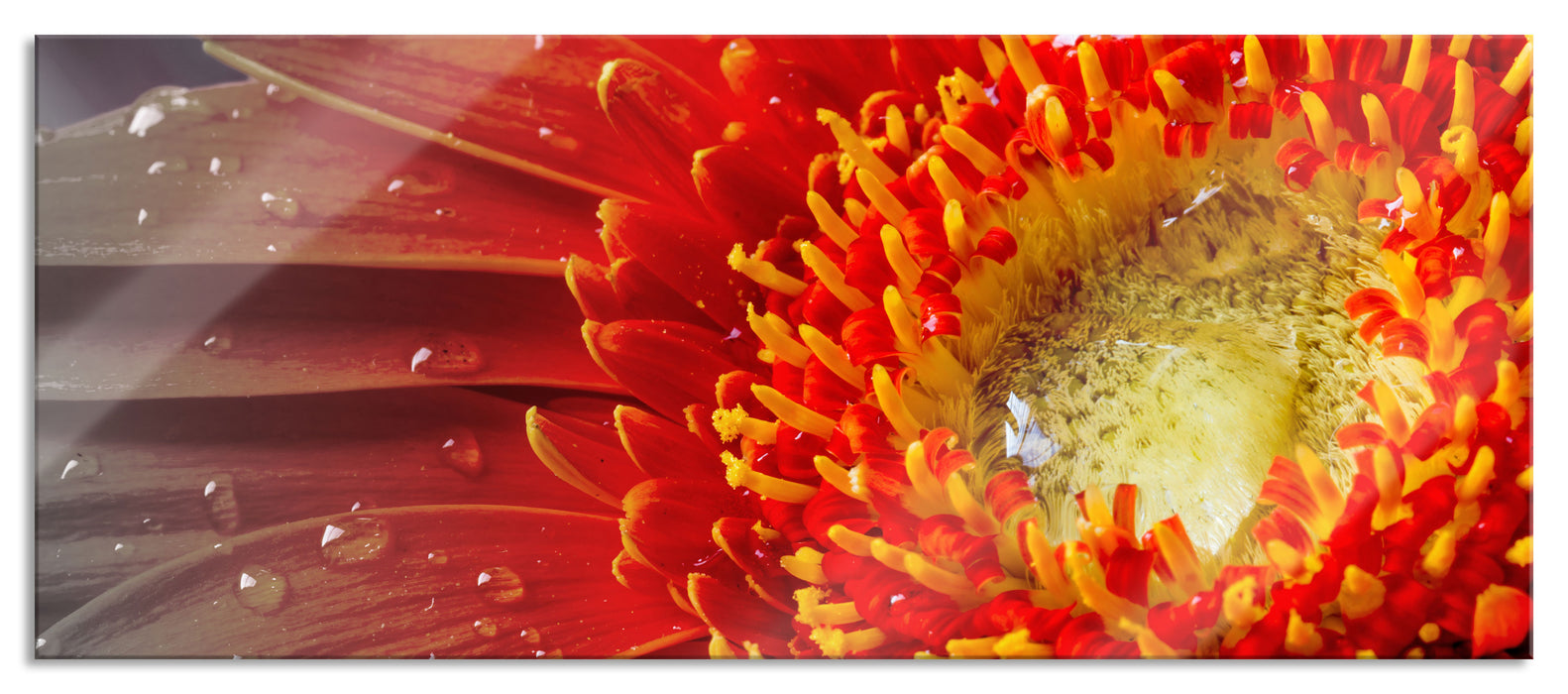 Pixxprint Gerbera mit Wassertropfen, Glasbild Panorama