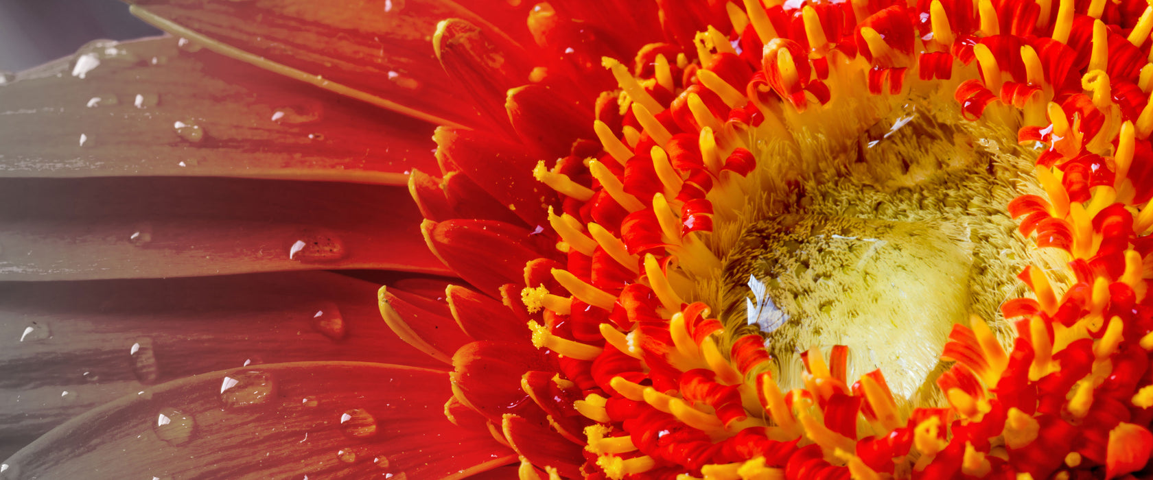 Gerbera mit Wassertropfen, Glasbild Panorama