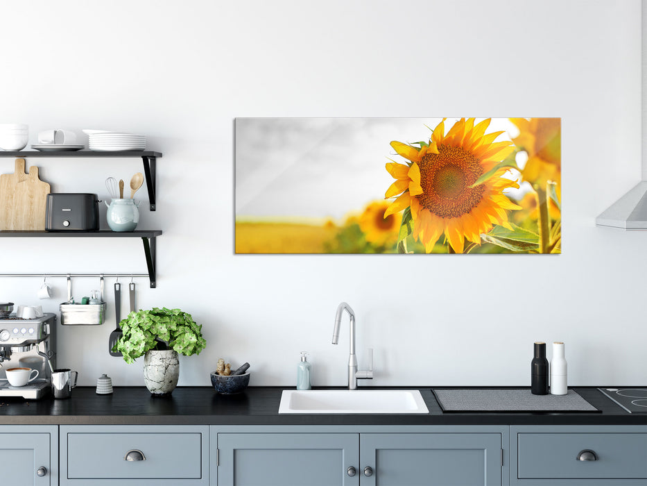 Nahaufnahme einer Sonnenblume, Glasbild Panorama