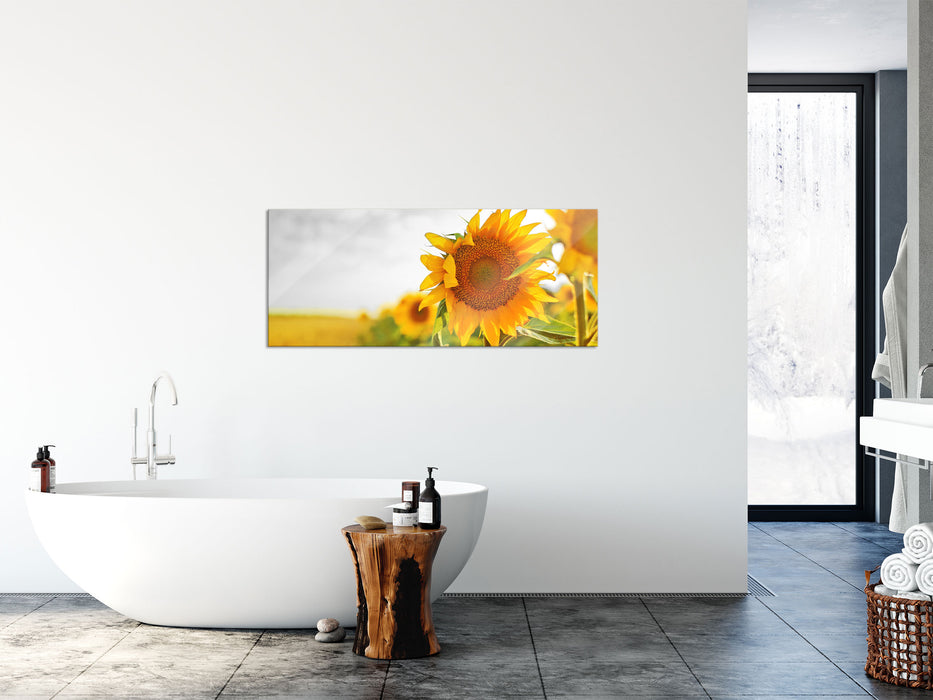 Nahaufnahme einer Sonnenblume, Glasbild Panorama