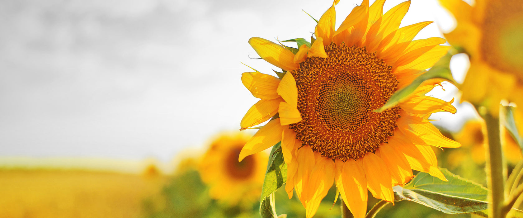 Nahaufnahme einer Sonnenblume, Glasbild Panorama