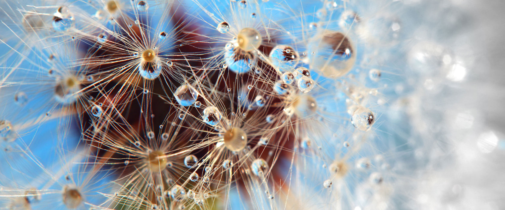 Tropfen an Pusteblume abstrakt, Glasbild Panorama