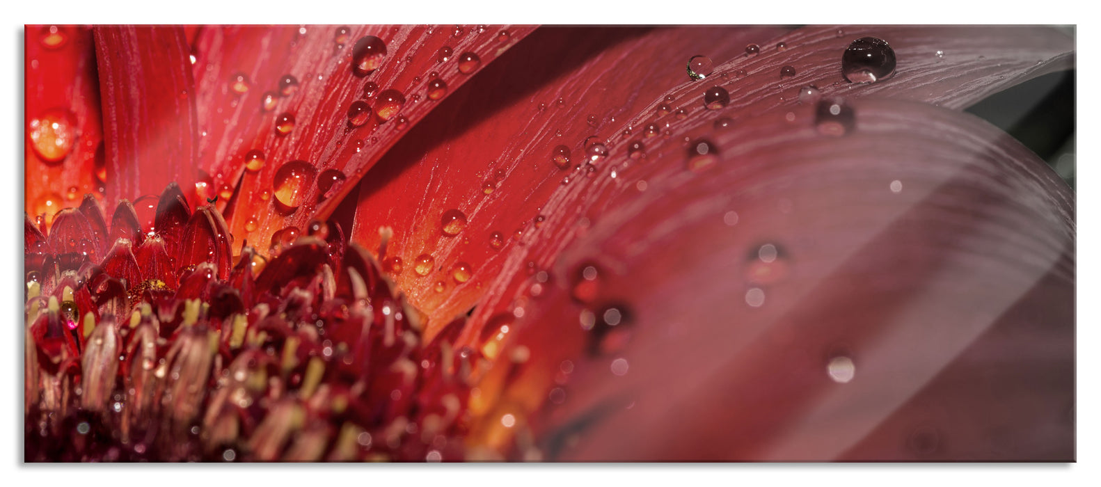 Pixxprint Gerbera Blüte, Glasbild Panorama