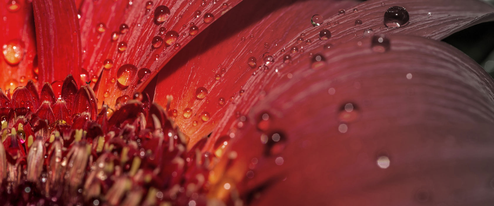 Gerbera Blüte, Glasbild Panorama