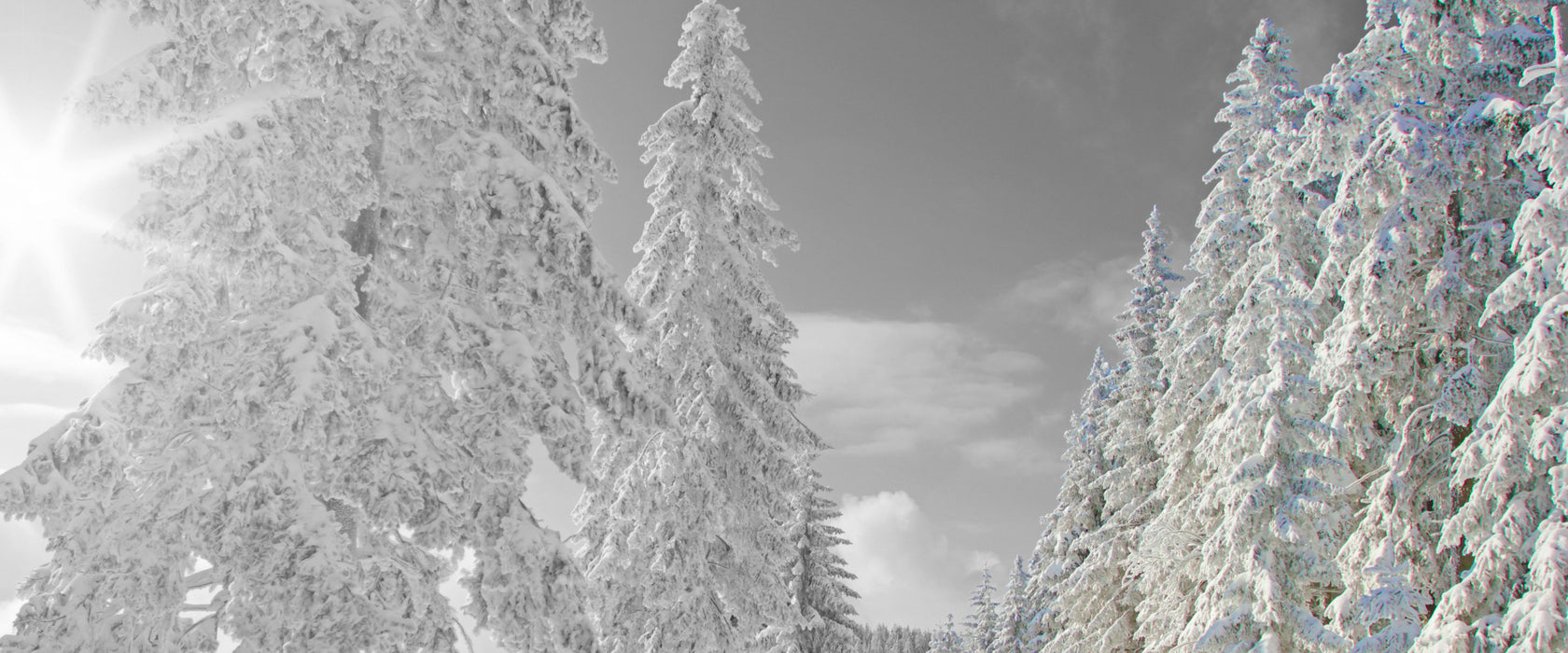 Winterlandschaft mit Bäumen, Glasbild Panorama