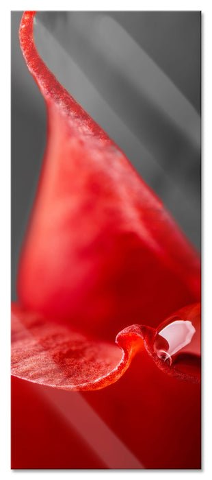 Pixxprint roter Tropfen auf Rosenblüte, Glasbild Panorama