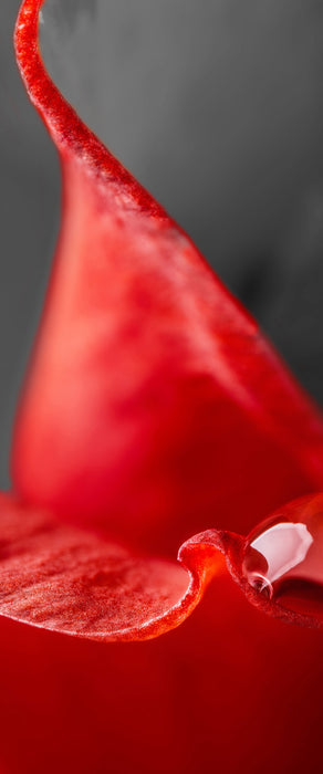 roter Tropfen auf Rosenblüte, Glasbild Panorama