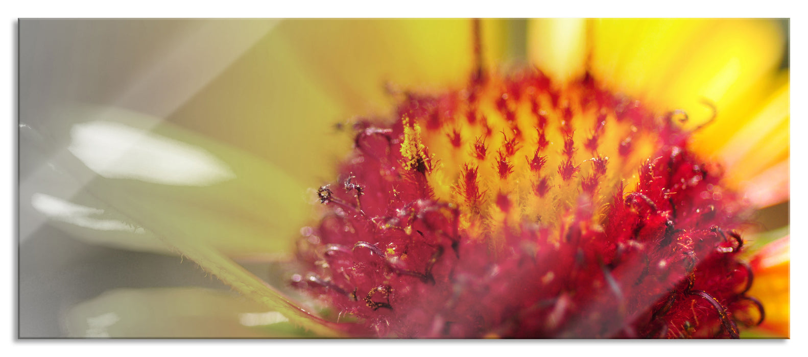 Pixxprint gelb leuchtende Arnikablüte, Glasbild Panorama