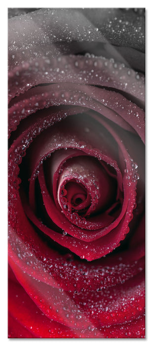 Pixxprint Rote zarte Rosenblüte, Glasbild Panorama