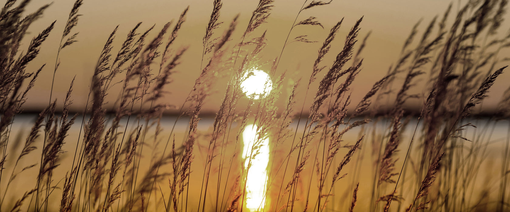 Gräser bei Sonnenuntergang, Glasbild Panorama