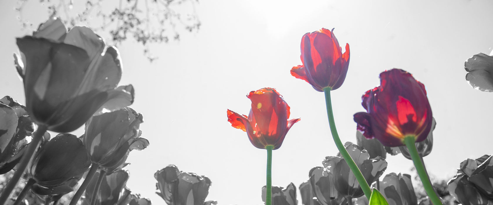 Tulpenfeld Froschperspektive, Glasbild Panorama